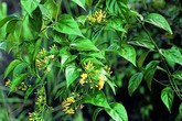 Rủ nhau ăn lá ngón vì... tò mò, hai học sinh tiểu học tử vong Rủ nhau ăn lá ngón vì... tò mò, hai học sinh tiểu học tử vong