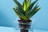 15 kiểu chậu cây trong nhà hút hồn những người yêu thiên nhiên 15 kiểu chậu cây trong nhà hút hồn những người yêu thiên nhiên