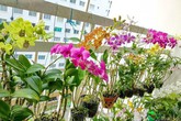 Mê mẩn vườn hoa lan 60 chậu nở rực trên ban công vỏn vẹn 4m² của nữ nhà báo U60 Mê mẩn vườn hoa lan 60 chậu nở rực trên ban công vỏn vẹn 4m² của nữ nhà báo U60