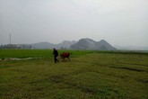 Bộ NN&PTNT lên tiếng vụ trâu bò ăn cỏ ở đồng phải đóng phí Bộ NN&PTNT lên tiếng vụ trâu bò ăn cỏ ở đồng phải đóng phí