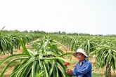Lão nông thu nhập hàng tỷ đồng mỗi năm nhờ trồng thanh long Lão nông thu nhập hàng tỷ đồng mỗi năm nhờ trồng thanh long