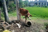Bò “đi lạc” vì... không có người nhận? Bò “đi lạc” vì... không có người nhận?