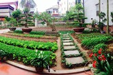 Cô giáo tiểu học mua 90 khối đất về cải tạo vườn rau đẹp như công viên Cô giáo tiểu học mua 90 khối đất về cải tạo vườn rau đẹp như công viên