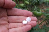 Vô tình "đánh rơi" thuốc Aspirin xuống vườn, vài tuần sau cô gái bất ngờ vì rau lên tốt ngập Vô tình "đánh rơi" thuốc Aspirin xuống vườn, vài tuần sau cô gái bất ngờ vì rau lên tốt ngập