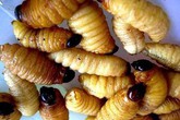 Đuông chà là - đặc sản Cà Mau nhiều người 'chết khiếp' Đuông chà là - đặc sản Cà Mau nhiều người 'chết khiếp'