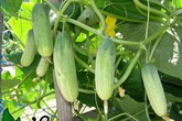2 cách trồng dưa chuột sạch trong thùng xốp tại nhà cho quả sai lúc lỉu, ăn "mỏi mồm" 2 cách trồng dưa chuột sạch trong thùng xốp tại nhà cho quả sai lúc lỉu, ăn "mỏi mồm"