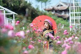 Check-in gấp Sa Pa mùa hoa hồng! Check-in gấp Sa Pa mùa hoa hồng!