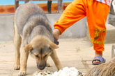 Bác sĩ cấp cứu kể nỗi ám ảnh, bất lực trước ánh mắt người sắp chết vì chó cắn Bác sĩ cấp cứu kể nỗi ám ảnh, bất lực trước ánh mắt người sắp chết vì chó cắn