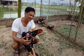 Nghĩ nuôi chơi chơi mà ông nông dân đổi đời nhờ gà chọi Nghĩ nuôi chơi chơi mà ông nông dân đổi đời nhờ gà chọi