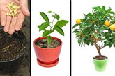 8 loại cây ăn quả có thể trồng từ hạt mà bạn nên trồng trong nhà mình 8 loại cây ăn quả có thể trồng từ hạt mà bạn nên trồng trong nhà mình