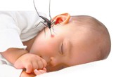 Mùa hè, cảnh báo côn trùng tấn công trẻ Mùa hè, cảnh báo côn trùng tấn công trẻ