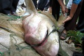 HI HỮU: Ngư dân thoát chết khi bị cá mập cắn trên biển HI HỮU: Ngư dân thoát chết khi bị cá mập cắn trên biển