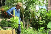 Người phụ nữ đảm đang kiếm 500 triệu đồng mỗi năm từ vườn cây ăn quả Người phụ nữ đảm đang kiếm 500 triệu đồng mỗi năm từ vườn cây ăn quả