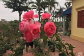 Ngôi nhà yên bình bên vườn hoa hồng với 3000 gốc hoa hồng ngoại của cô giáo ở Nam Định Ngôi nhà yên bình bên vườn hoa hồng với 3000 gốc hoa hồng ngoại của cô giáo ở Nam Định