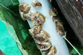 Kiếm tiền triệu nhờ nuôi "thần dược" dành cho quý ông Kiếm tiền triệu nhờ nuôi "thần dược" dành cho quý ông