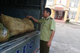 Tạm giữ xe tải vận chuyển da lợn đông lạnh không rõ nguồn gốc Tạm giữ xe tải vận chuyển da lợn đông lạnh không rõ nguồn gốc