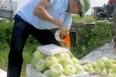 Dưa lê đầu mùa hút hàng hết vèo vèo Dưa lê đầu mùa hút hàng hết vèo vèo