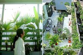Choáng ngợp "vườn hoa gác mái" hơn 500 loài của cặp vợ chồng trẻ, ai cũng phải xuýt xoa Choáng ngợp "vườn hoa gác mái" hơn 500 loài của cặp vợ chồng trẻ, ai cũng phải xuýt xoa