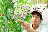 Làm đủ nghề không khá, trồng vài trăm m2 hoa lan, thu 200 trăm triệu/năm Làm đủ nghề không khá, trồng vài trăm m2 hoa lan, thu 200 trăm triệu/năm