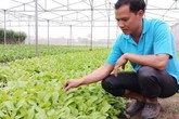 Anh kỹ sư bỏ lương 20 triệu về khai hoang 5ha trồng rau sạch kiếm 50 triệu đồng/tháng Anh kỹ sư bỏ lương 20 triệu về khai hoang 5ha trồng rau sạch kiếm 50 triệu đồng/tháng