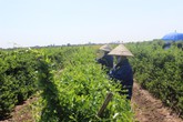 Phát hiện: thảo dược quý 10 năm giúp đẩy lùi biến chứng tiểu đường Phát hiện: thảo dược quý 10 năm giúp đẩy lùi biến chứng tiểu đường