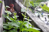 Vườn rau chuồng gà tươi tốt trên ban công chung cư Vườn rau chuồng gà tươi tốt trên ban công chung cư