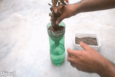 Trồng cây trong chai nhựa vô cùng đơn giản theo những bước này Trồng cây trong chai nhựa vô cùng đơn giản theo những bước này