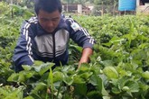 Kết hợp trồng dâu tây với du lịch anh nông dân kiếm hàng trăm triệu đồng Kết hợp trồng dâu tây với du lịch anh nông dân kiếm hàng trăm triệu đồng