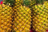 Dứa Việt 2.000 đồng/kg thối đầy đồng, nhà giàu ăn dứa ngoại 300 ngàn/quả Dứa Việt 2.000 đồng/kg thối đầy đồng, nhà giàu ăn dứa ngoại 300 ngàn/quả
