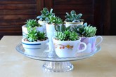 Những chậu trồng cây mang lại sắc màu trang trí lạ cho căn nhà Những chậu trồng cây mang lại sắc màu trang trí lạ cho căn nhà