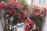 Mê đắm trước cổng nhà rực rỡ hoa hồng ở ngôi nhà thuê của chàng trai 9x Mê đắm trước cổng nhà rực rỡ hoa hồng ở ngôi nhà thuê của chàng trai 9x