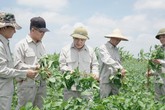 Vùng trồng đậu nành dược liệu của Bảo Xuân chính thức được công nhận đạt chuẩn GACP – WHO Vùng trồng đậu nành dược liệu của Bảo Xuân chính thức được công nhận đạt chuẩn GACP – WHO