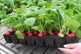 Tiết lộ bí quyết trồng củ cải đường ngon ngọt ngay tại nhà, to hơn cả mua ngoài chợ Tiết lộ bí quyết trồng củ cải đường ngon ngọt ngay tại nhà, to hơn cả mua ngoài chợ