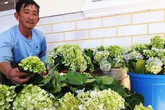 Bí quyết chăm hoa cẩm tú cầu vườn nhà nở bung, sáng rực, đẹp như hoa Đà Lạt Bí quyết chăm hoa cẩm tú cầu vườn nhà nở bung, sáng rực, đẹp như hoa Đà Lạt