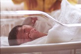 Nhật Bản: Thụ tinh nhân tạo nhiều nhưng ít hiệu quả Nhật Bản: Thụ tinh nhân tạo nhiều nhưng ít hiệu quả