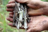 Đại gia miền Tây săn “thần dược” tắc kè bay làm “vũ khí phòng the” Đại gia miền Tây săn “thần dược” tắc kè bay làm “vũ khí phòng the”