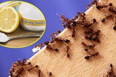 Những cách diệt kiến gió trên giường đơn giản mà hiệu quả không ngờ Những cách diệt kiến gió trên giường đơn giản mà hiệu quả không ngờ