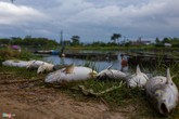 Cá chết hàng loạt vì sốc nhiệt, người nuôi ở Huế mất bạc tỷ Cá chết hàng loạt vì sốc nhiệt, người nuôi ở Huế mất bạc tỷ