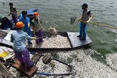 Hơn 20 tấn cá chết ở Hồ Tây là do nhiệt độ thay đổi đột ngột Hơn 20 tấn cá chết ở Hồ Tây là do nhiệt độ thay đổi đột ngột