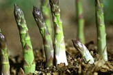 Cách trồng măng tây đơn giản cho thu hoạch suốt 30 năm Cách trồng măng tây đơn giản cho thu hoạch suốt 30 năm