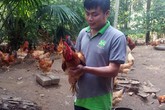 Mới 27 tuổi, chàng trai trẻ đã là chủ trang trại gà mang lại thu nhập 200 triệu đồng/năm Mới 27 tuổi, chàng trai trẻ đã là chủ trang trại gà mang lại thu nhập 200 triệu đồng/năm