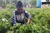 Vườn dâu tây 1.000m2 giúp anh nông dân bỏ túi trên trăm triệu đồng Vườn dâu tây 1.000m2 giúp anh nông dân bỏ túi trên trăm triệu đồng