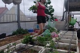 Sân thượng 80m² như một trang trại thu nhỏ của bà mẹ trẻ ở Hải Phòng vì cái gì cũng có Sân thượng 80m² như một trang trại thu nhỏ của bà mẹ trẻ ở Hải Phòng vì cái gì cũng có