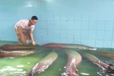 Đại gia chơi ngông 'săn' quái thú về làm thú cưng trong nhà Đại gia chơi ngông 'săn' quái thú về làm thú cưng trong nhà