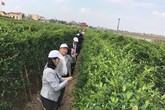 10 năm một giấc mơ trị tiểu đường bằng đông y 10 năm một giấc mơ trị tiểu đường bằng đông y