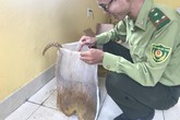 Phát hiện vụ vận chuyển tê tê từ Móng Cái về Hải Phòng Phát hiện vụ vận chuyển tê tê từ Móng Cái về Hải Phòng