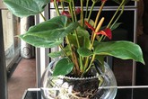 Mẹo chuyển cây cảnh thổ canh sang trồng thủy canh của bà mẹ Hà Nội Mẹo chuyển cây cảnh thổ canh sang trồng thủy canh của bà mẹ Hà Nội