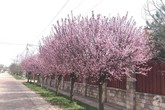 Người phụ nữ Việt bỏ ra 9 năm để trồng hàng cây anh đào bên tường nhà tạo lối đi về đẹp như thiên đường Người phụ nữ Việt bỏ ra 9 năm để trồng hàng cây anh đào bên tường nhà tạo lối đi về đẹp như thiên đường
