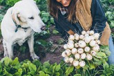 Trang trại toàn rau xanh, cây trái mát lành của cặp vợ chồng blogger ẩm thực thích "sống chỉ để vui chơi" Trang trại toàn rau xanh, cây trái mát lành của cặp vợ chồng blogger ẩm thực thích "sống chỉ để vui chơi"