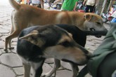 Từ vụ chó cắn chết người ở Hà Nội: Lại “dậy sóng” chuyện chó thả rông không rọ mõm Từ vụ chó cắn chết người ở Hà Nội: Lại “dậy sóng” chuyện chó thả rông không rọ mõm